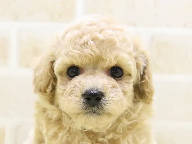 神奈川県のハーフ犬・ミックス犬 (ペッツワン三浦店/2025年4月20日生まれ/男の子/アプリコット)の子犬
